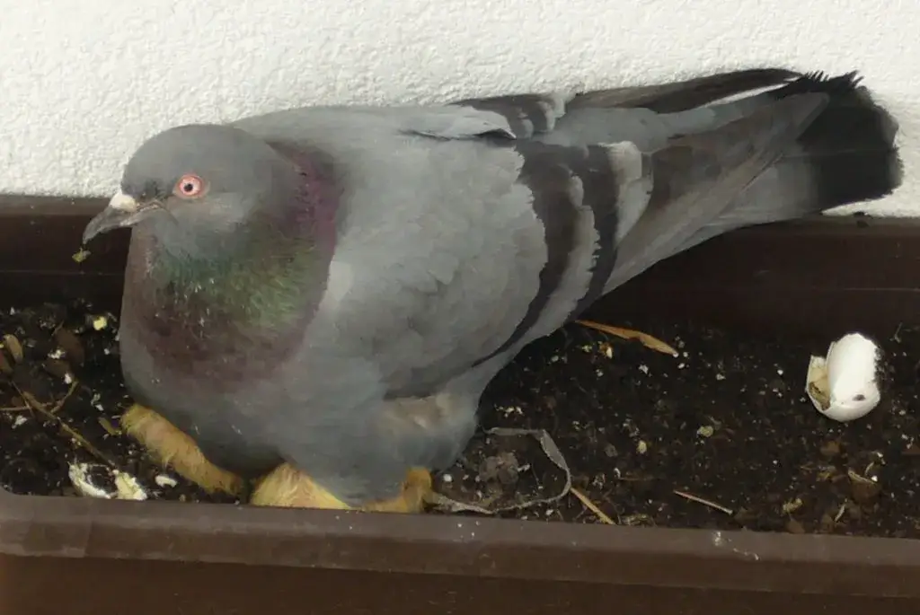 Miejsca gniazdowania gołębi w mieście