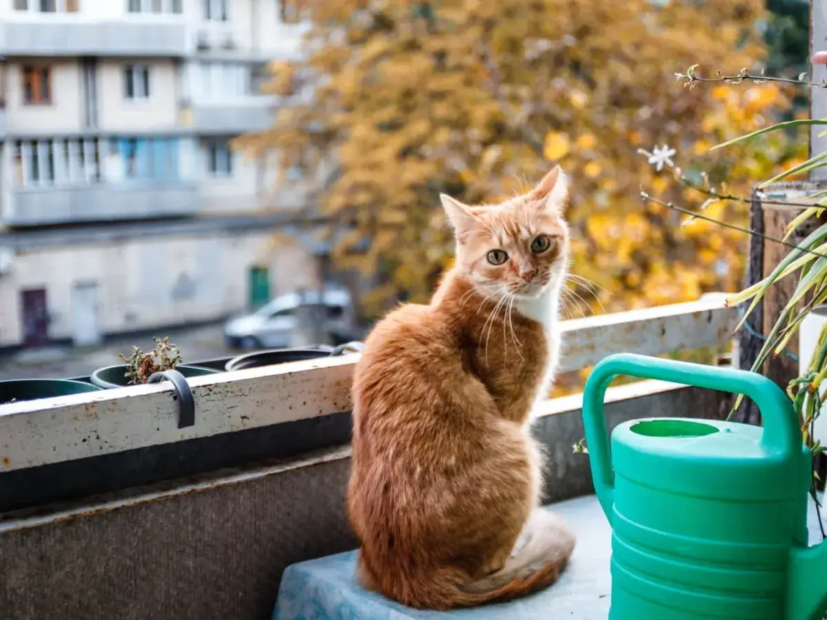 Rudy kot siedzi na balkonie obok zielonej konewki, która może służyć jako meble dla kota na balkon.