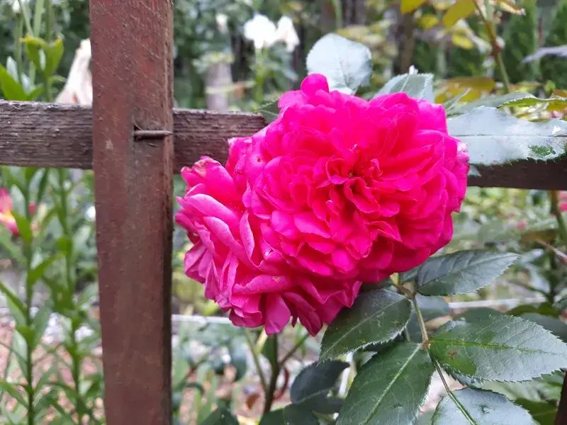 r&oacute;ża z nabrzmiałymi pąkami wiosną