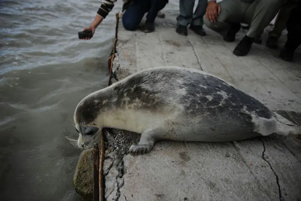 Foka kaspijska w swoim naturalnym środowisku