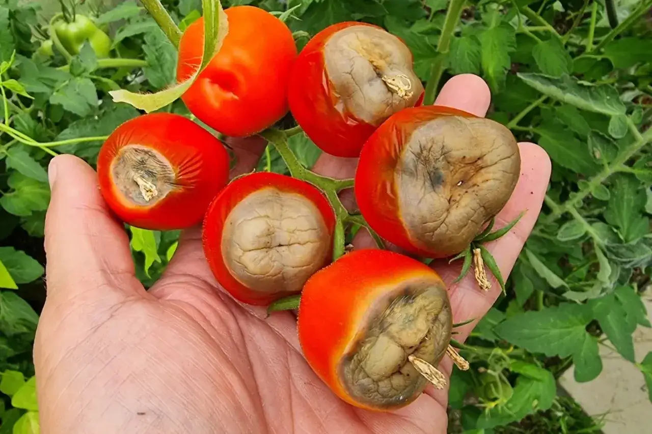 sucha zgnilizna wierzchołkowa pomidor&oacute;w, gorzka plamistość jabłek, tipburn sałaty