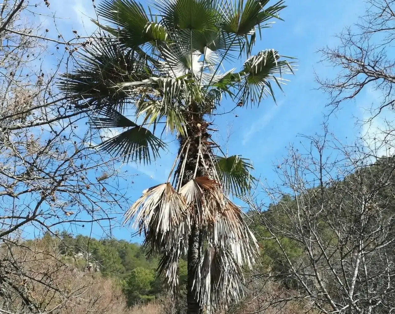 serce palmy wierzchołek wzrostu czego nie przycinać