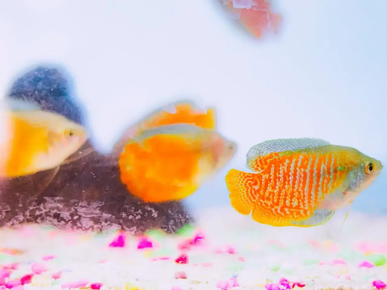 Zdjęcie Gdzie kupić rybki do akwarium - najlepsze miejsca i porady dla akwarystów