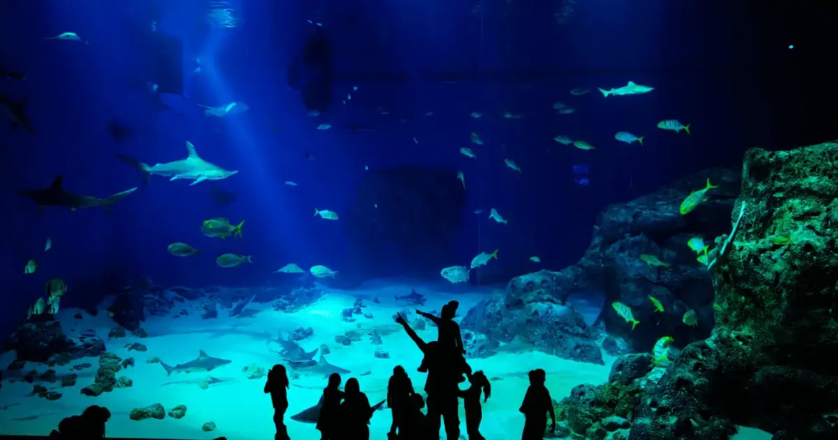 Zdjęcie Oceanarium Kopenhaga – Niezapomniane atrakcje i praktyczne informacje