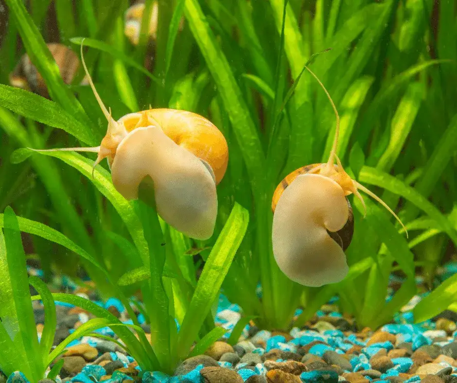 Zdjęcie Jaki ślimak do akwarium się sprawdzi najlepiej: 5 sprawdzonych gatunków