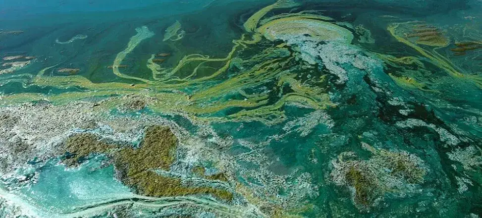 Zdjęcie Jak długo kwitnie woda w jeziorze? Poznaj zaskakujące fakty!