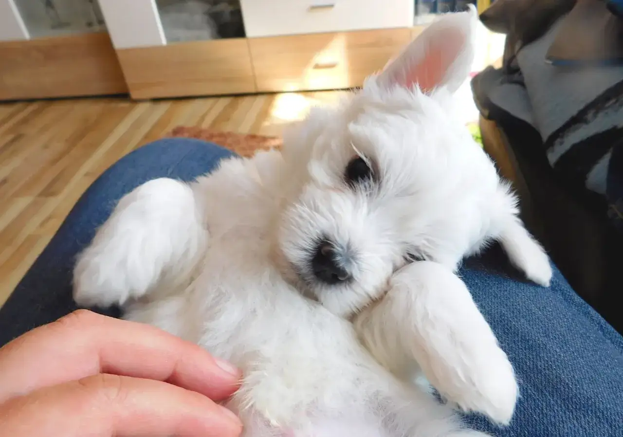 Zdjęcie Maltańczyk sierść czy włosy - poznaj prawdę o ich pielęgnacji