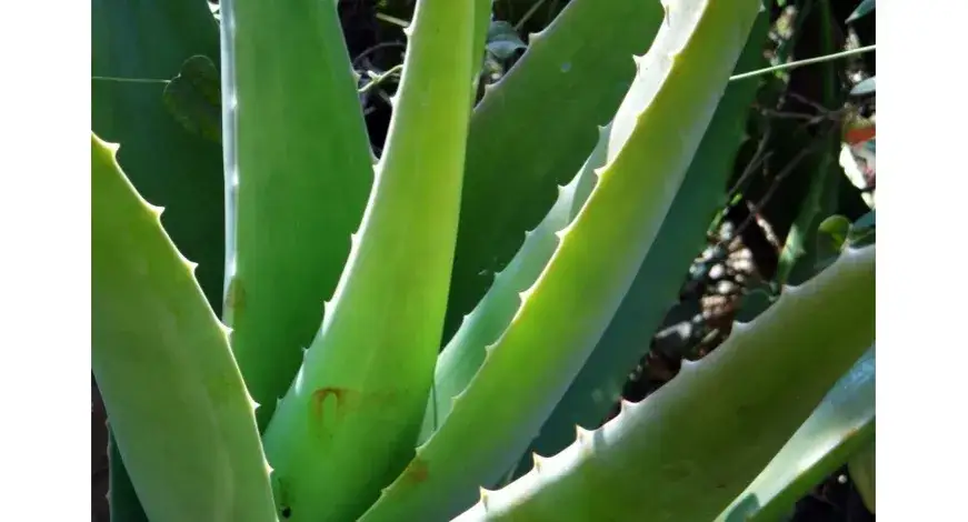 Zdjęcie Jak wykorzystać aloes z doniczki do pielęgnacji skóry i zdrowia?
