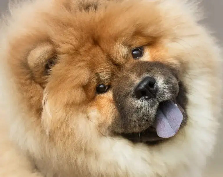 Zdjęcie Chow chow sierść czy włosy? Odkryj tajemnice pielęgnacji tej rasy