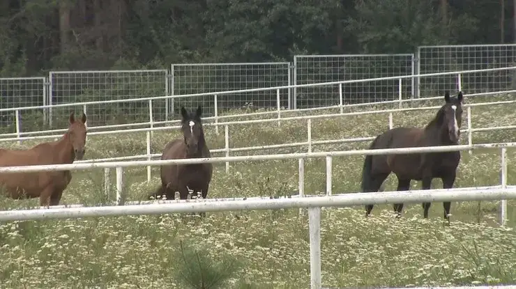 Zdjęcie Prezes stadniny koni w Janowie Podlaskim: Kontrowersje i zmiany w zarządzie