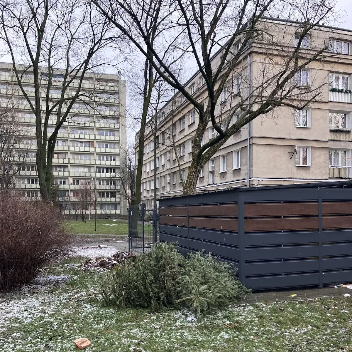 Zdjęcie Gdzie wyrzucić choinkę w Warszawie? Sprawdź punkty odbioru