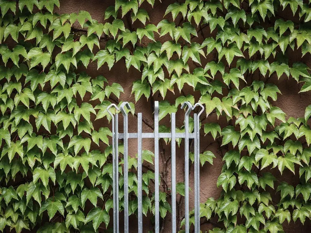 Zdjęcie Jak sadzić bluszcz przy płocie, aby uniknąć problemów z wzrostem