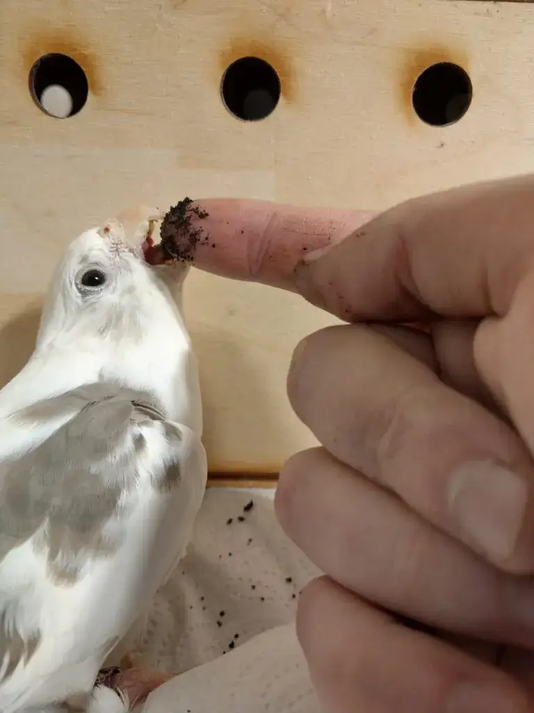 Zdjęcie Dlaczego papuga się trzęsie? Odkryj przyczyny i rozwiązania