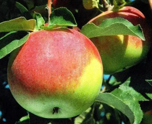 Zdjęcie Jabłoń Witos: Smaczna i Odporna Polska Odmiana Jabłoni