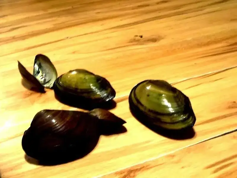 Zdjęcie Czym się żywią małże i jak wpływają na ekosystem wodny?