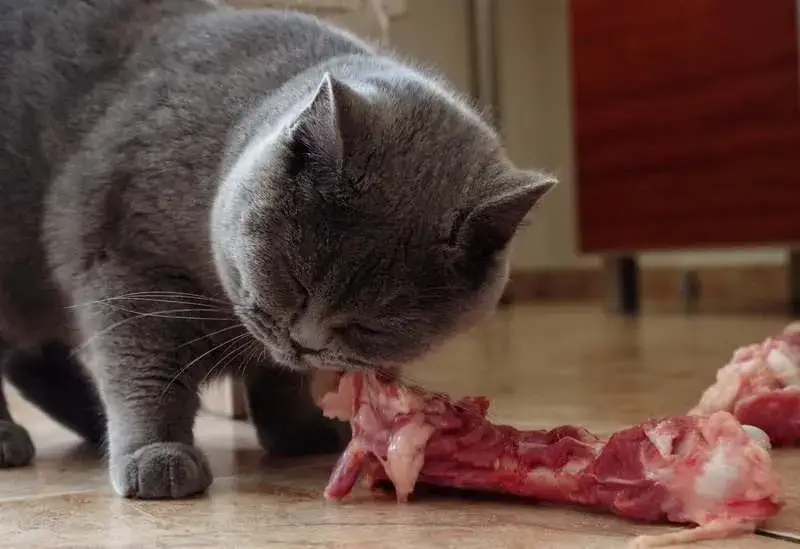 Zdjęcie Czy koty mogą jeść kości i jakie grożą im niebezpieczeństwa?