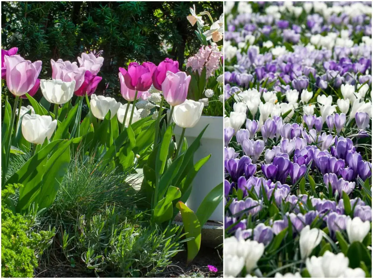 Białe i r&oacute;żowe tulipany obok fioletowych i białych krokus&oacute;w pokazują, jakie kolory kwiat&oacute;w łączyć ze sobą dla wiosennej harmonii.
