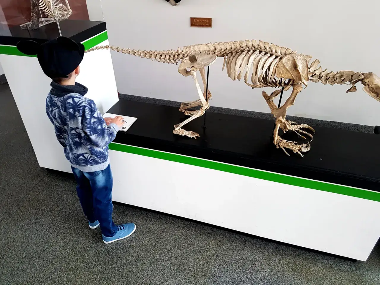 Chłopiec w czapce z uszami Myszki Miki ogląda szkielet dinozaura w muzeum historii naturalnej we Wrocławiu.