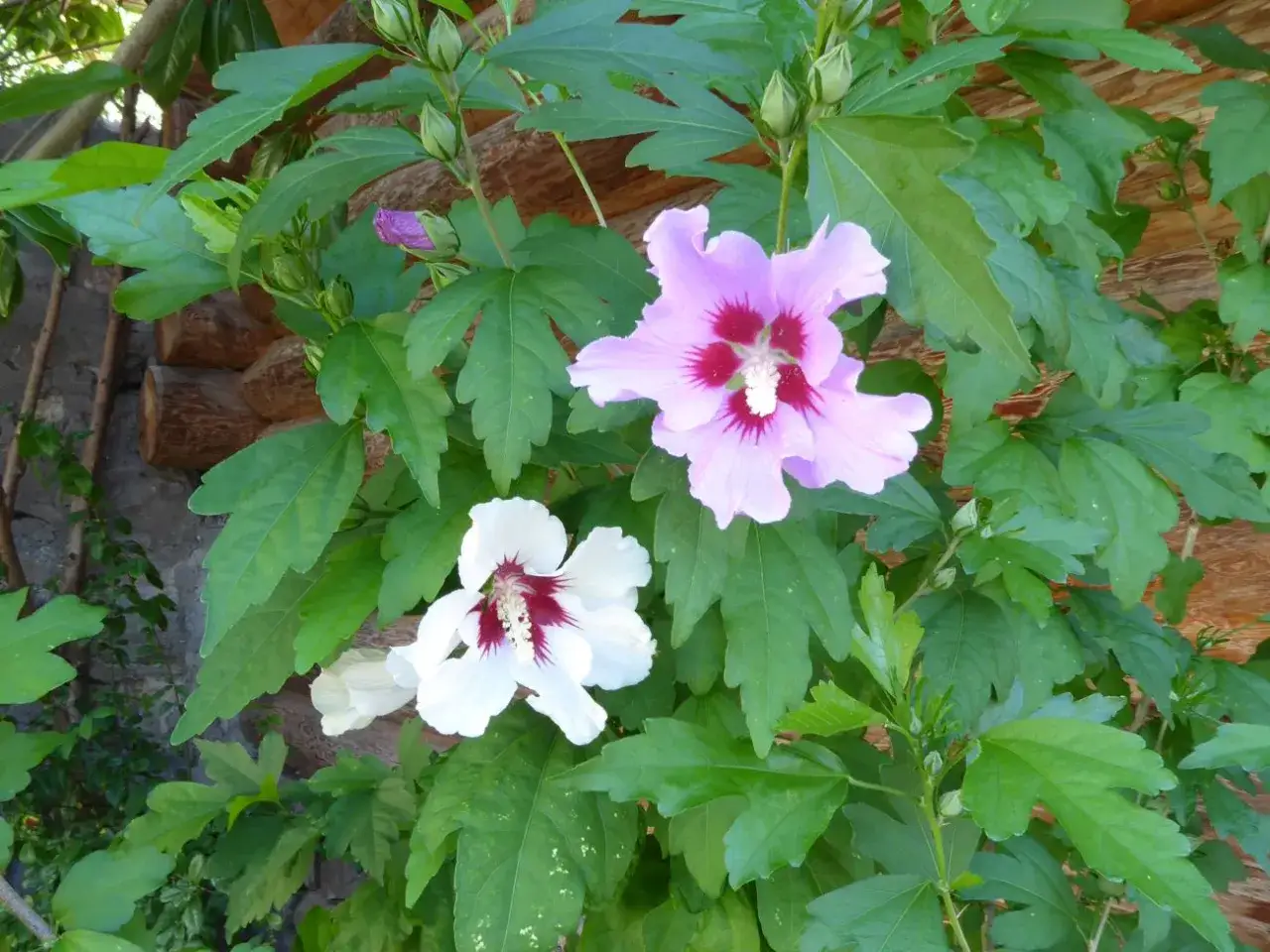 Piękne kwiaty hibiskusa, w tym biały i r&oacute;żowy, kwitną obok drewnianej chaty. To prawdziwa **okrasa po polsku** w ogrodzie.