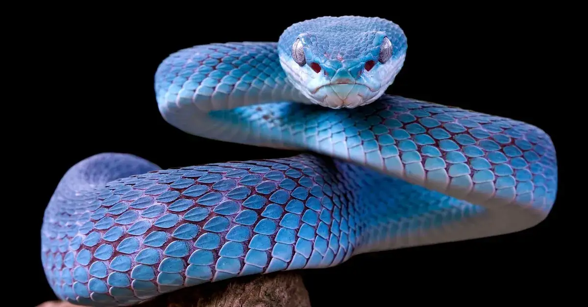 R&oacute;żnokolorowe węże symbolika