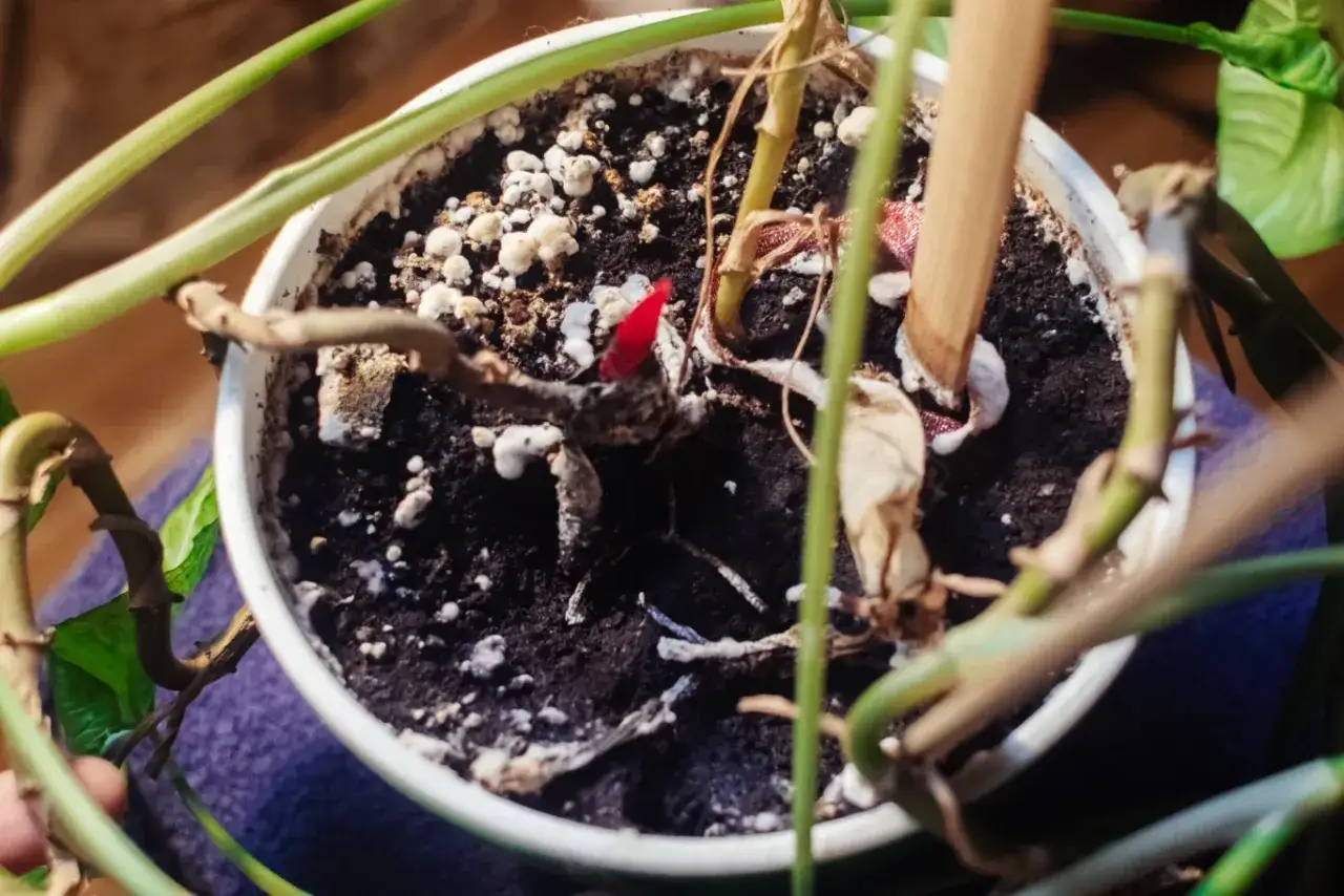 Fusy z kawy na pleśń w doniczce, tworzące biały nalot na ziemi i łodygach rośliny.