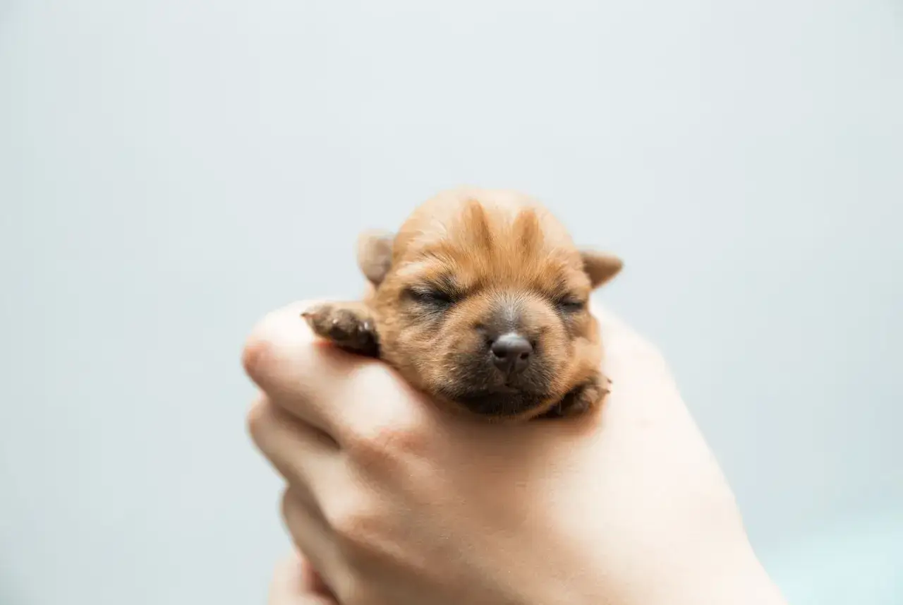 Malutki, brązowy szczeniak śpi w dłoni. Zastanawiasz się, po jakim czasie można wydać szczeniaki?