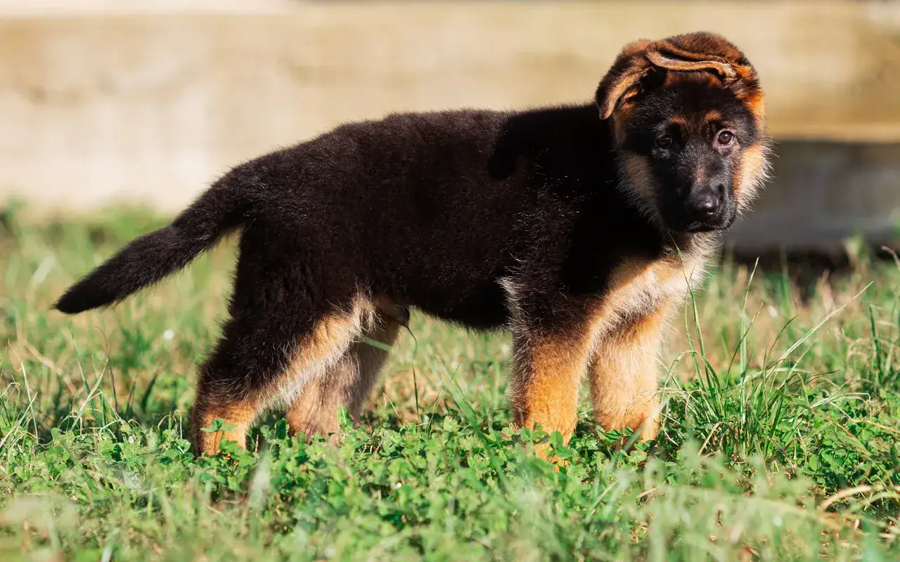 Szczenię owczarka niemieckiego z czarnym i rudym futrem stoi na trawie.