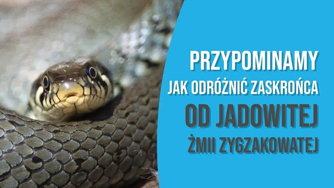 zaskroniec żmija por&oacute;wnanie