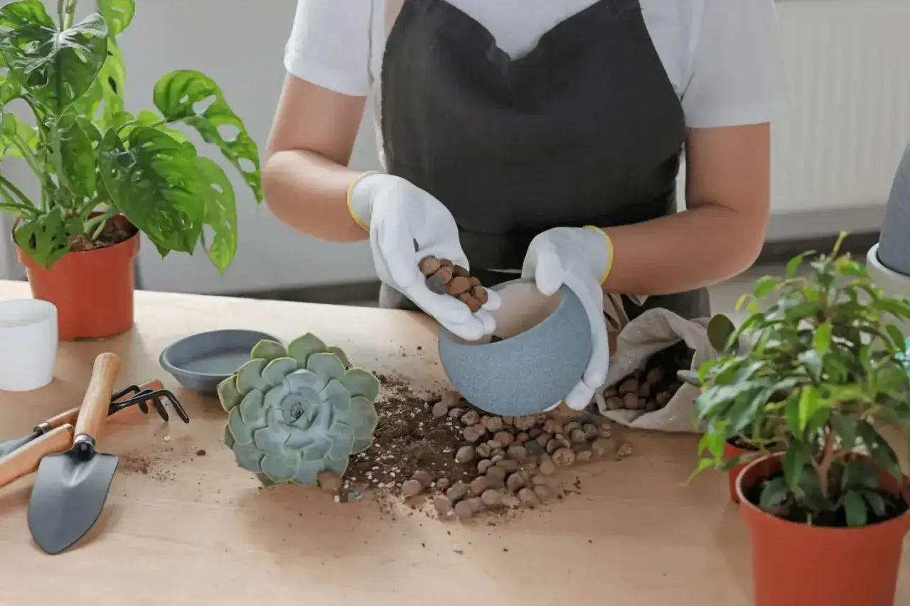 Ręce w rękawiczkach dodają keramzyt do doniczki, pokazując, jak zrobić drenaż w doniczce. Obok sukulent i narzędzia ogrodnicze.