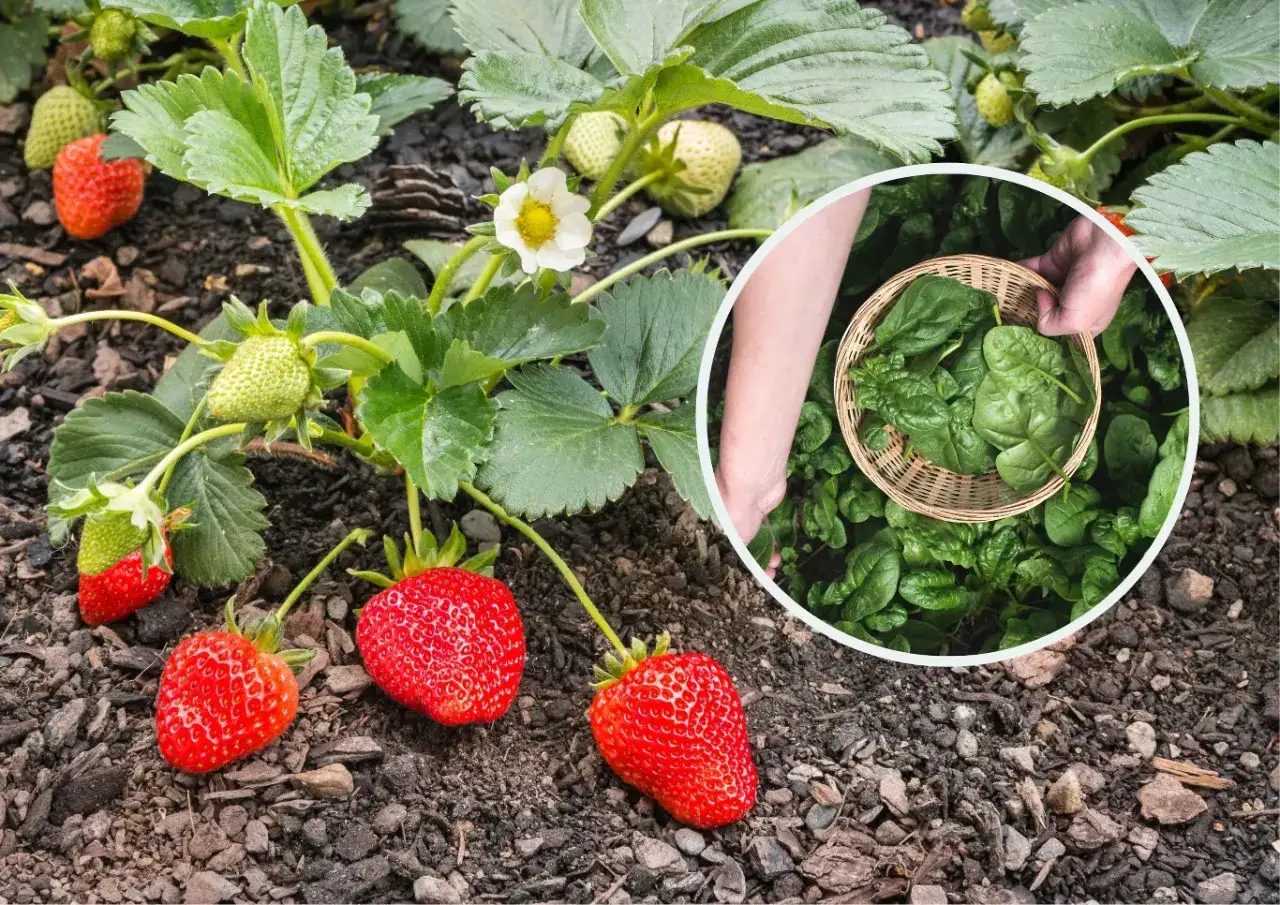 Czy truskawki owocują w pierwszym roku? Tak, na zdjęciu widać dojrzałe owoce i zielone zawiązki na krzaku. Obok zbiór szpinaku.