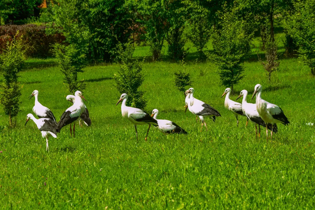 Europejska Wieś Bociania Pentowo