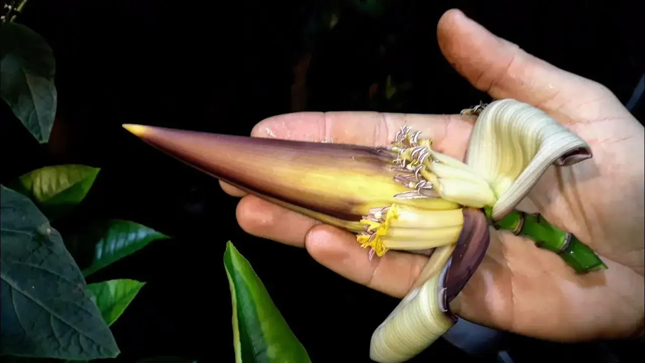 Zdjęcie Jak kwitnie banan - poznaj sekrety jego pięknych kwiatów i pielęgnacji