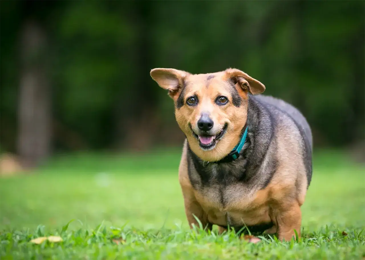 otyły pies rasy labrador na wadze weterynaryjnej