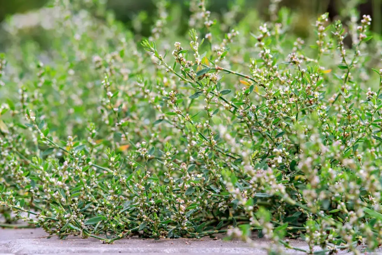 Gęsty dywan zielonych liści i drobnych białych kwiatków, tak wygląda rdest ptasi.