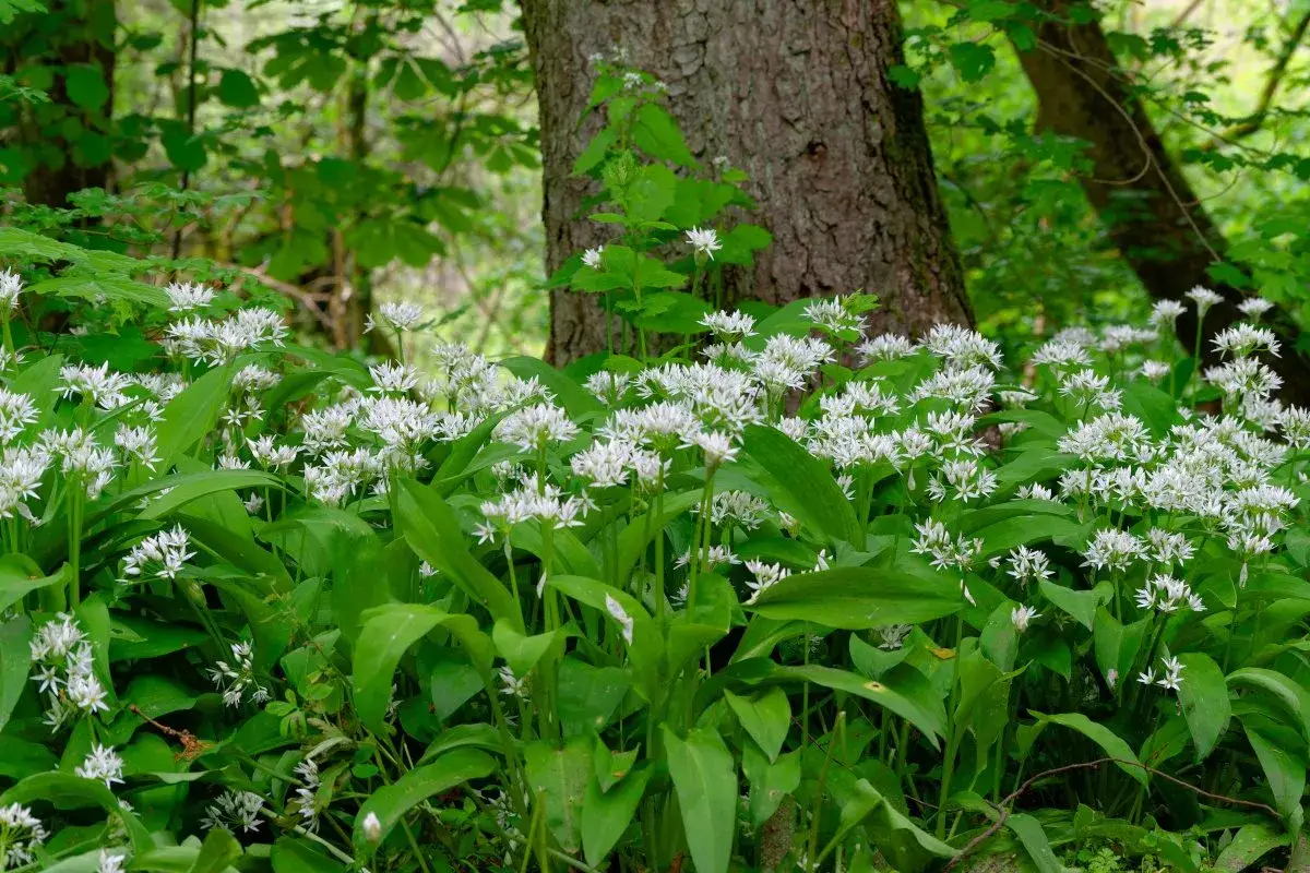 Kwitnący czosnek niedźwiedzi tworzy zielony kobierzec pod drzewem.