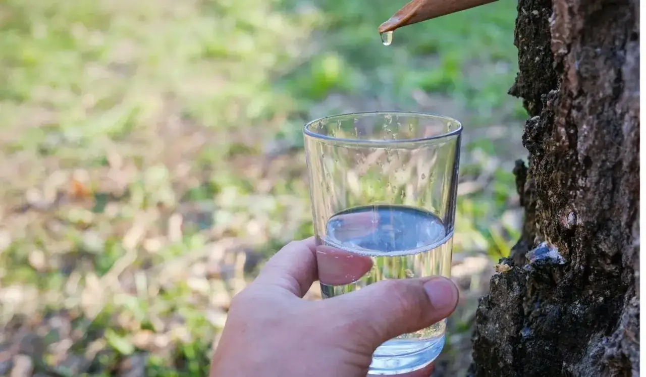 Kropla oskoły spływa do szklanki. Poznaj oskoła właściwości i jej naturalne bogactwo.
