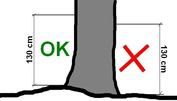 pomiar obwodu pnia drzewa na wysokości 5 cm