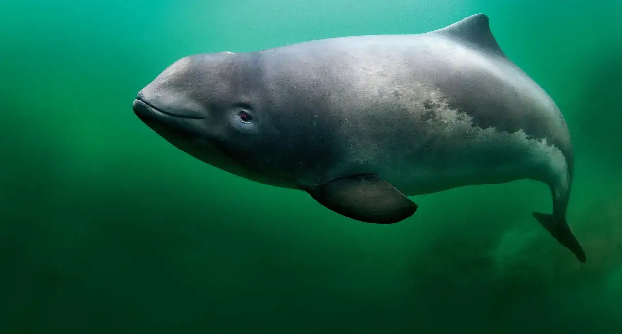 Foka pospolita, nie delfin, pływa w zielonych wodach Bałtyku. Czy w Bałtyku są delfiny? Tak, ale ten ssak to foka.