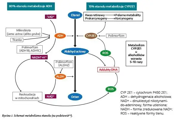 schemat metabolizmu alkoholu w organizmie człowieka