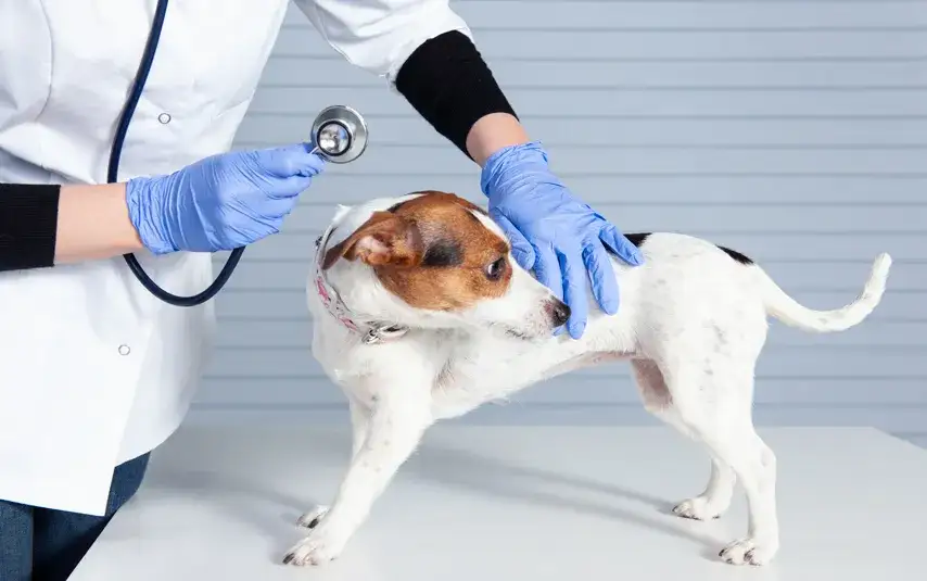 pies u weterynarza badanie