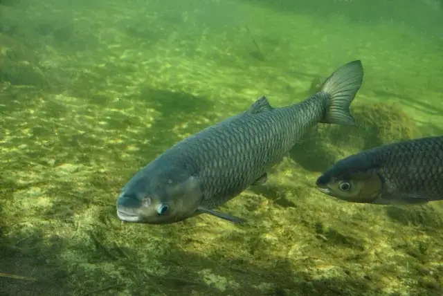 amur biały w wodzie