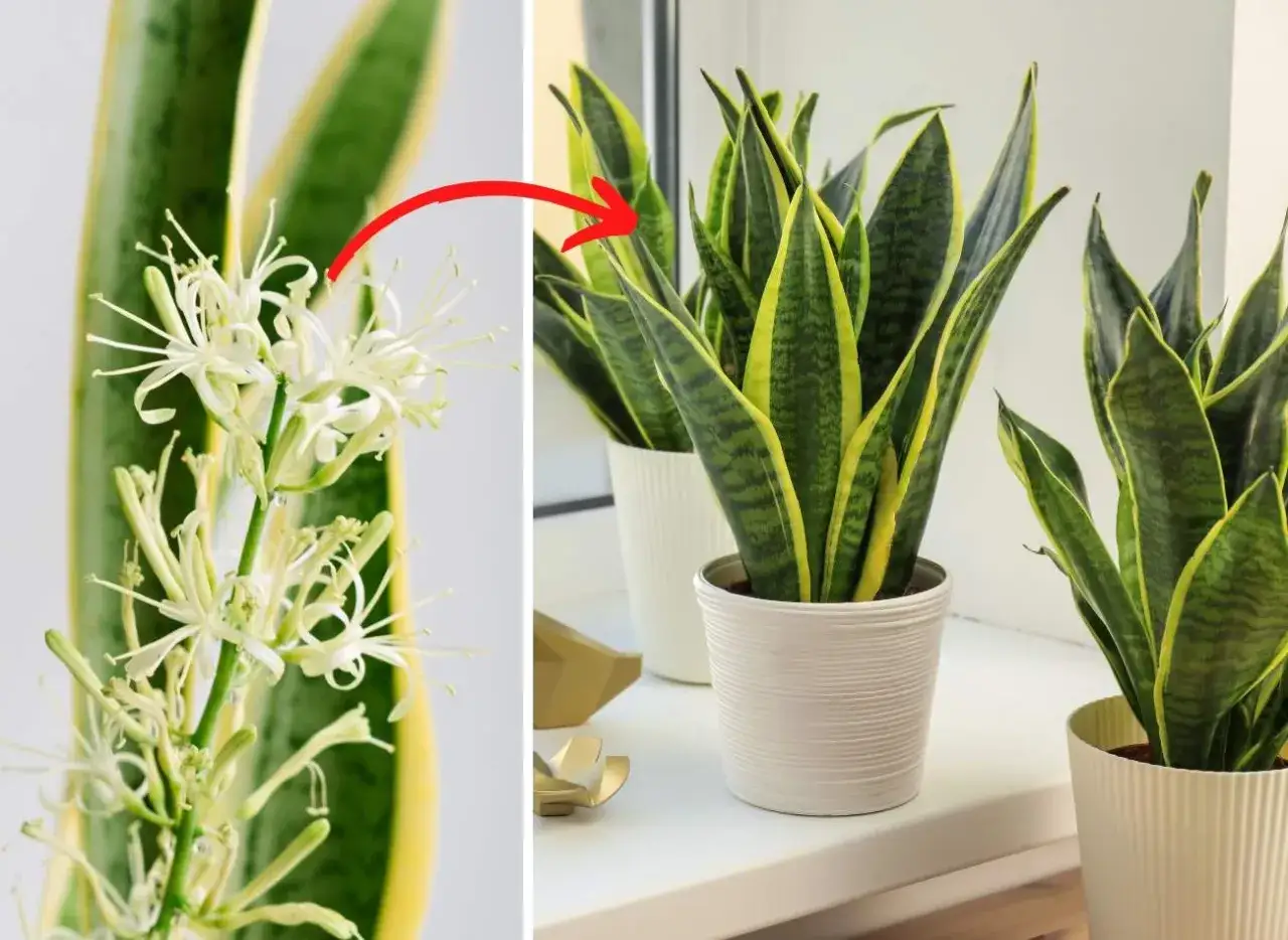 kwitnąca sansewieria gwinejska