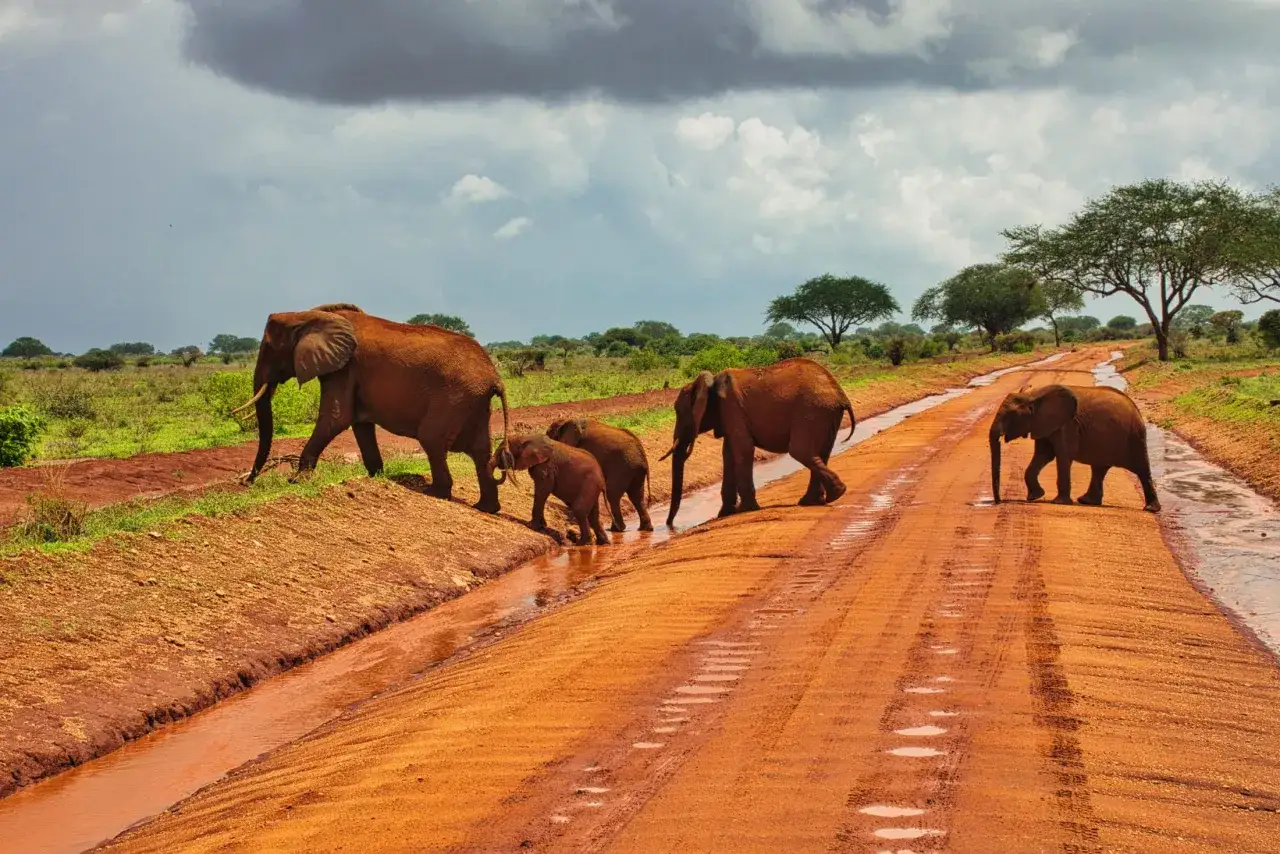 Rodzina słoni przemierza błotnistą drogę w parku narodowym Tsavo.
