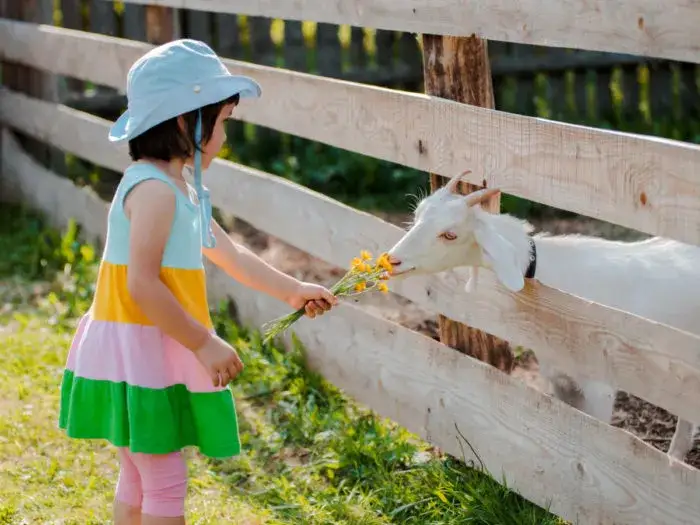 dzieci karmią zwierzęta w mini zoo agroturystyka