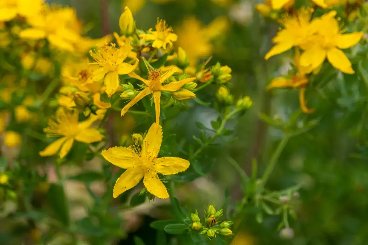 Dziurawiec kwitnący