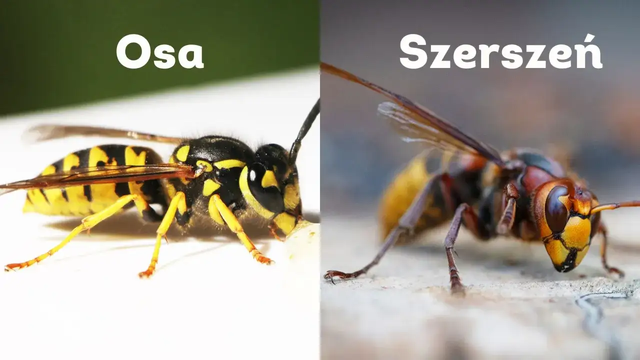 Osa i szerszeń, dwa owady, kt&oacute;rych ugryzienie może być bolesne. Szerszeń jest większy i bardziej groźny.