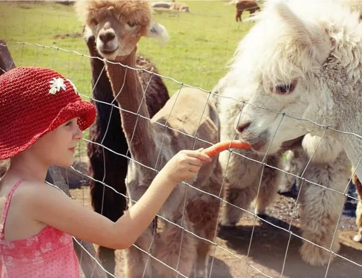 dzieci bawiące się z alpakami na farmie jesienią
