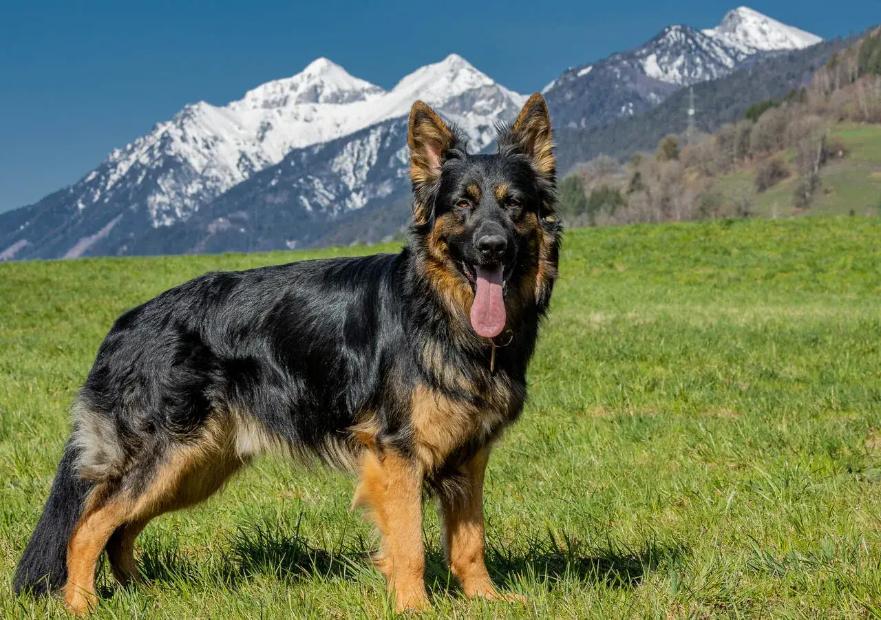 Owczarek niemiecki na tle gór. Zdrowy pies powinien ważyć ok. 30-40 kg, ale to zależy od budowy.