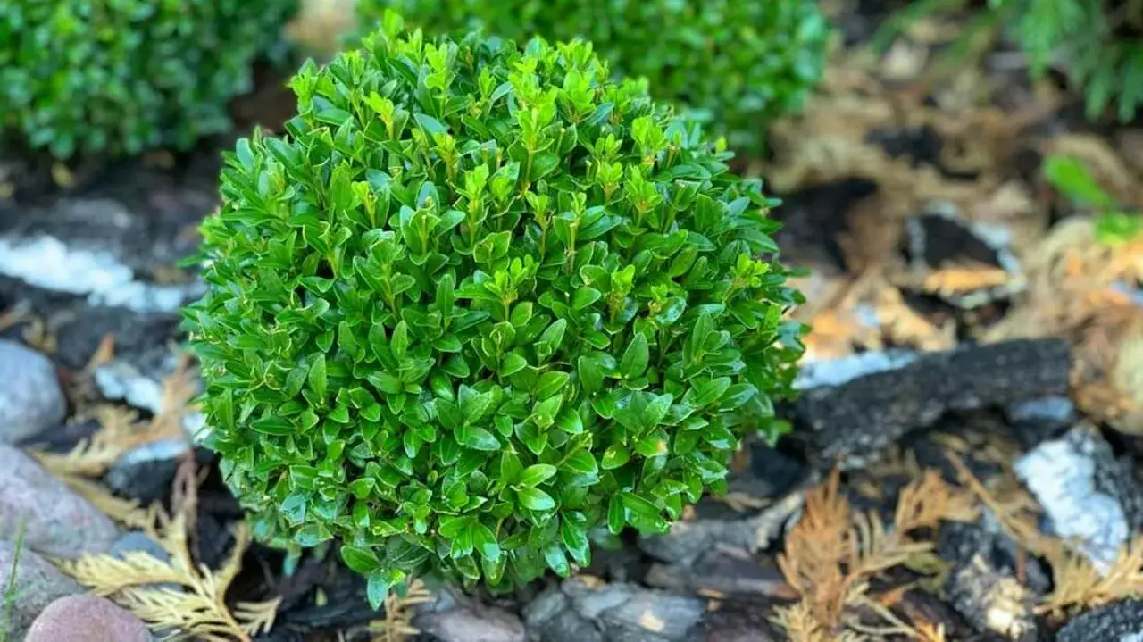 Kula bukszpanu, gęsto obsypana drobnymi, zielonymi listkami, otoczona korą i kamieniami.