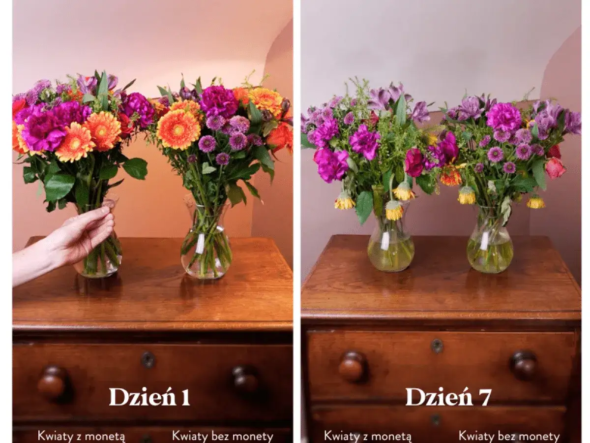Porównanie bukietów: po lewej kwiaty z monetą w wodzie, po prawej bez. Sprawdź, co dodać do wody do kwiatów, by dłużej cieszyć się ich świeżością.